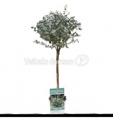 EIKALIPTS (EUCALYPTUS GUNNI) 17Ø80H