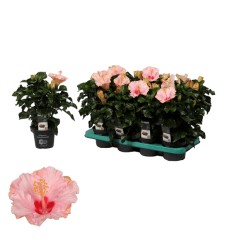 HIBISKS (HIBISCUS) JERSEY 13Ø35H