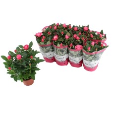 ROZE (ROSA) DARK PINK AMORE 14Ø32H