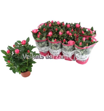 ROZE (ROSA) DARK PINK AMORE 14Ø32H