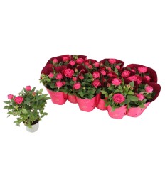 ROZE (ROSA) DARK PINK AMORE 10,5Ø25H