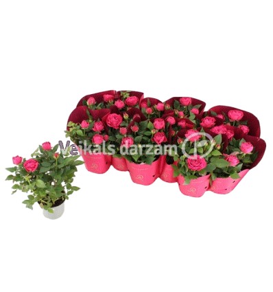 ROZE (ROSA) DARK PINK AMORE 10,5Ø25H