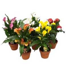 KALLAS (ZANTEDESCHIA) MIX 14Ø40H