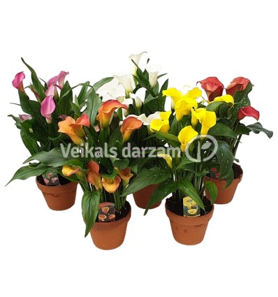 KALLAS (ZANTEDESCHIA) MIX 14Ø40H