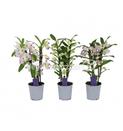 DENDROBIS (DENDROBIUM) MIX 12Ø40H ORHI