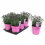 NEĻĶE (DIANTHUS) DINETTA 15Ø25H