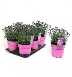 NEĻĶE (DIANTHUS) DINETTA 15Ø25H