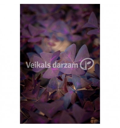 ZIRGSKĀBENES (OXALIS TRIANG.) 12Ø20H