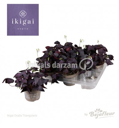 ZIRGSKĀBENES (OXALIS TRIANG.) 12Ø20H