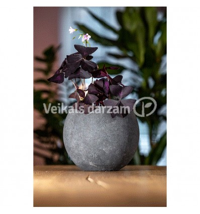 ZIRGSKĀBENES (OXALIS TRIANG.) 12Ø20H