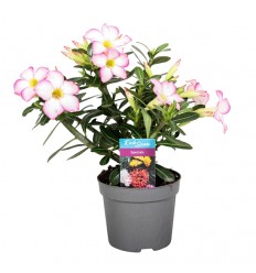 ADĒNIJA (ADENIUM) OBES PINK STAR 13Ø25H