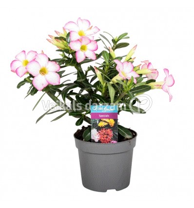 ADĒNIJA (ADENIUM) OBES PINK STAR 13Ø25H