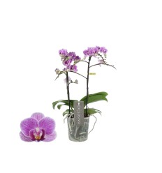 FALENOPSIS MF VIOLET QUEEN 2S 12Ø45H