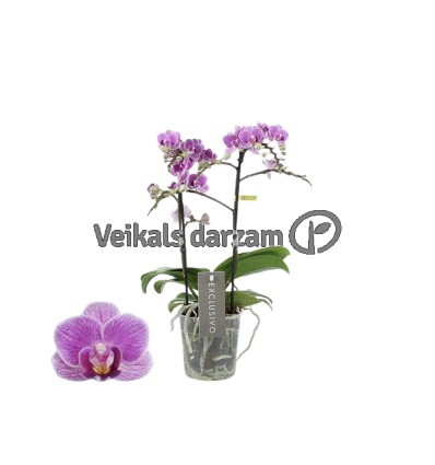 FALENOPSIS MF VIOLET QUEEN 2S 12Ø45H