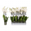 FALENOPSIS WHITE WORLD 3S 12Ø60H