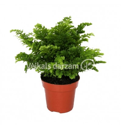 ADIANTE (ADIANTUM RADIANUM) SUZY 12Ø25H