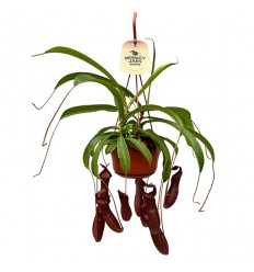 NEPENTE (NEPENTHES) BILL 14Ø40H