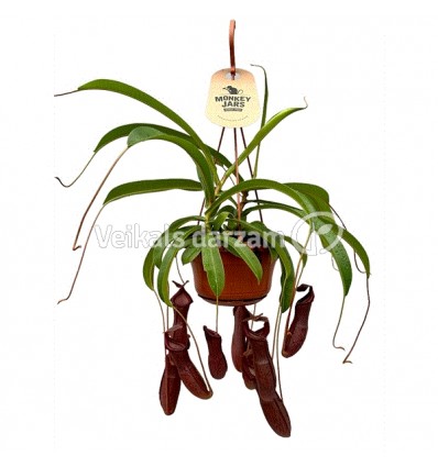 NEPENTE (NEPENTHES) BILL 14Ø40H