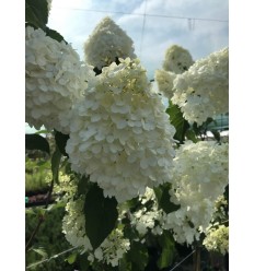 HORTENZIJA SKAR. LIVING STRAWBERRY BLOSSOM PA