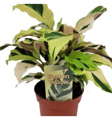 LAATEJA (CALATHEA) FUSION YELLOW 10,5Ø15H