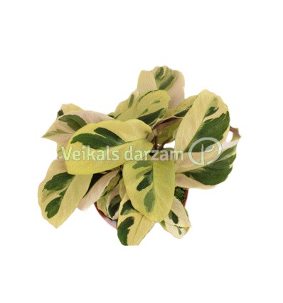 LAATEJA (CALATHEA) FUSION YELLOW 10,5Ø15H