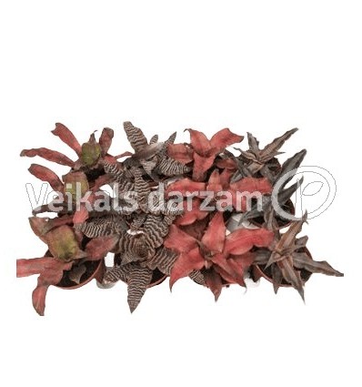 KRIPTANTS (CRYPTANTHUS) MIX 9Ø10H