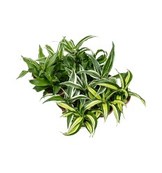 DRACĒNA (DRACAENA) MIX 12Ø23H