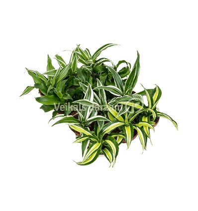 DRACĒNA (DRACAENA) MIX 12Ø23H