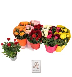 ROZE (ROSA) AMORE MIX 10.5Ø25H