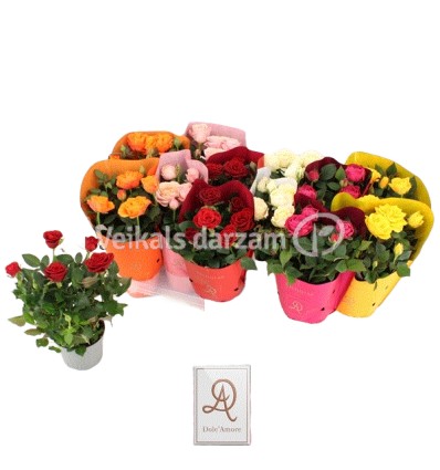 ROZE (ROSA) AMORE MIX 10.5Ø25H