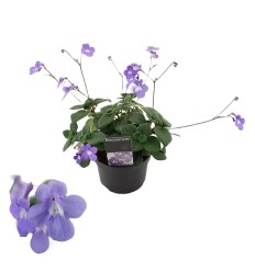 STREPTOKARPUS SAXORUM 13Ø25H