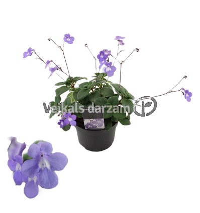 STREPTOKARPUS SAXORUM 13Ø25H