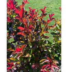 LAGERSTROEMIA INDICA BERRY DAZZLE PA