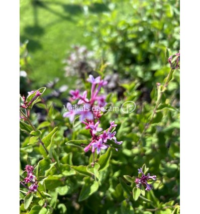 CERIŅI BLOOMERANG PINK PERFUME PA