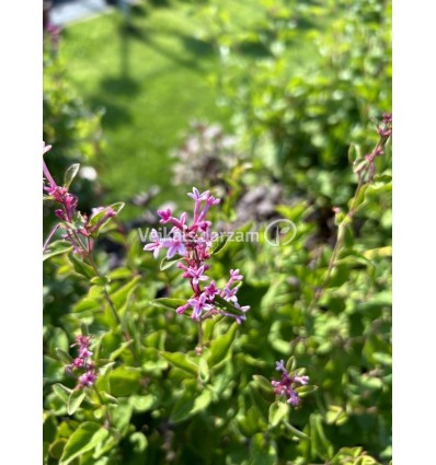 CERIŅI BLOOMERANG PINK PERFUME PA