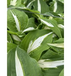 HOSTA RASPBERRY SUNDAE