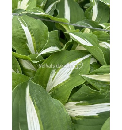 HOSTA RASPBERRY SUNDAE