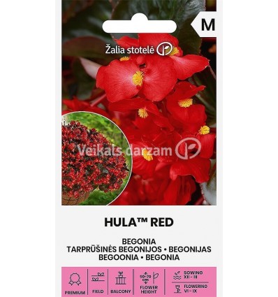 BEGONIJAS HULA™ RED