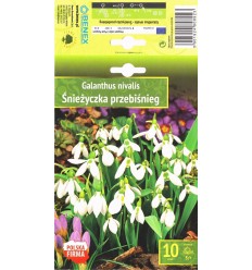 SNIEGPULKSTENĪTES GALANTHUS NIVALIS