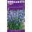 HYACINTHOIDES HYACINTHOIDES BLUE