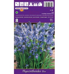 HYACINTHOIDES HYACINTHOIDES BLUE