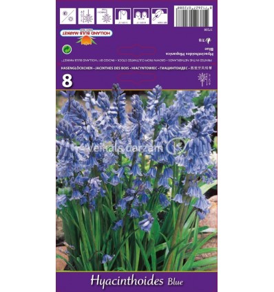 HYACINTHOIDES HYACINTHOIDES BLUE