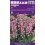 HYACINTHOIDES HYACINTHOIDES PINK