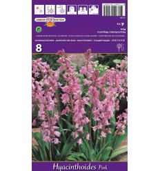 HYACINTHOIDES HYACINTHOIDES PINK