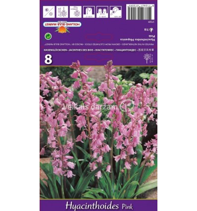 HYACINTHOIDES HYACINTHOIDES PINK