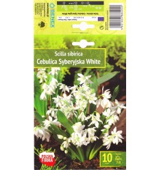 SCILLA SIBERICA WHITE