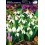 GALANTHUS DOUBLE GALANTHUS DOUBLE