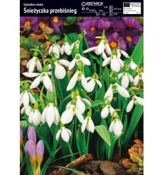 GALANTHUS DOUBLE GALANTHUS DOUBLE