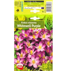 KROKUSI WHITEWELL PURPLE