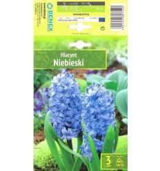 HIACINTES NIEBIESKI